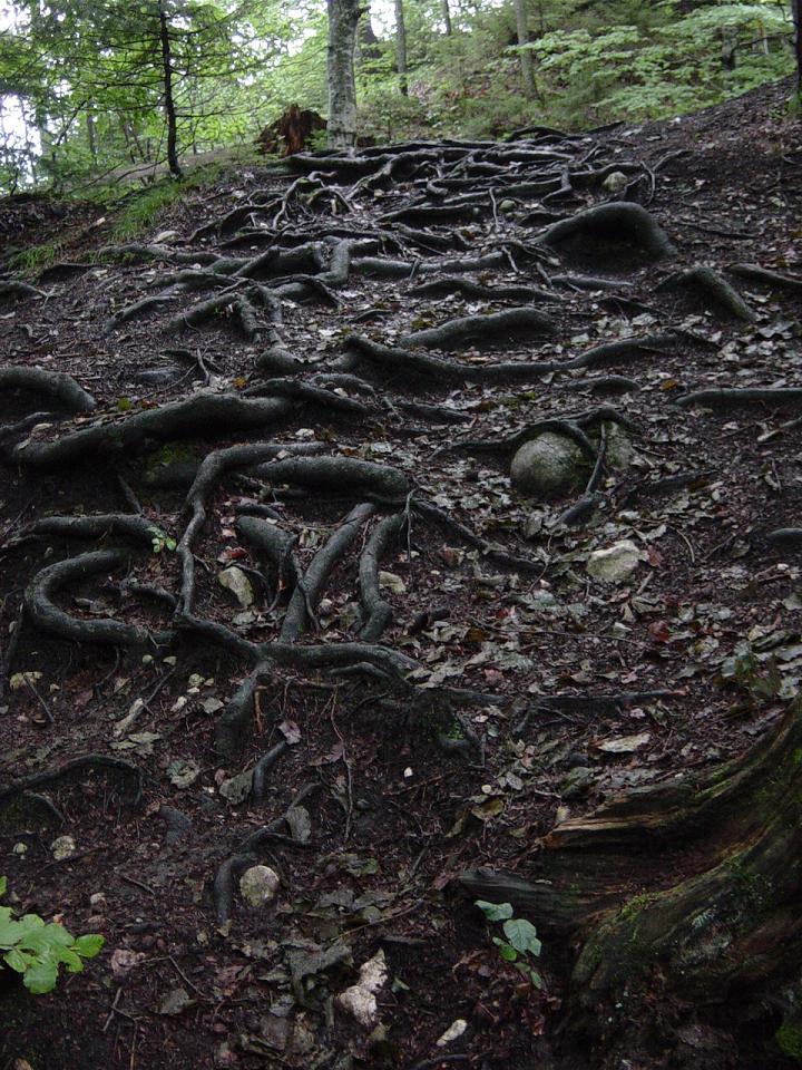 34 roots.JPG
